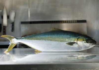 Yellow-Tail-Kingfish2